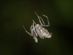 Cyphalonotus larvatus