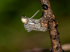 Cyphalonotus larvatus