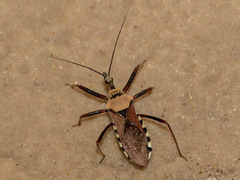 Rhynocoris neavei