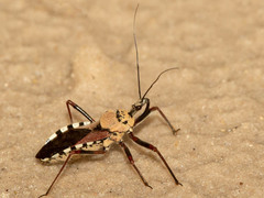 Rhynocoris neavei