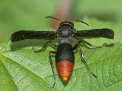 Anterhynchium synagroide