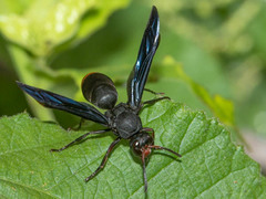 Anterhynchium synagroide