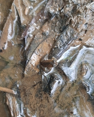 Euphlyctis hexadactyla