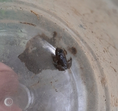 Euphlyctis hexadactyla