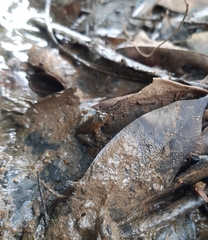 Euphlyctis hexadactyla