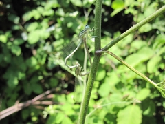 Platycnemis dealbata