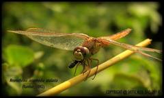 Crocothemis servilia