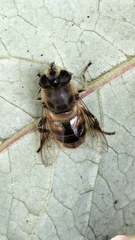 Eristalis tenax