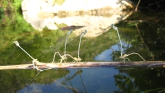 Platycnemis dealbata