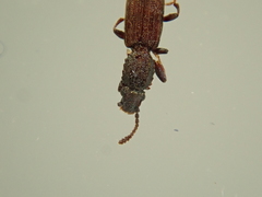 Oryzaephilus mercator