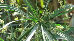 Cyperus alterniflorus