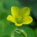 Upright Yellow Woodsorrel - Photo (c) Jason King, some rights reserved (CC BY-NC), uploaded by Jason King
