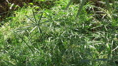 Cyperus alterniflorus