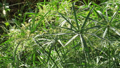 Cyperus alterniflorus