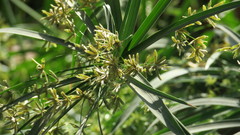 Cyperus alterniflorus