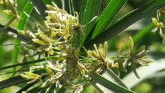 Cyperus alterniflorus