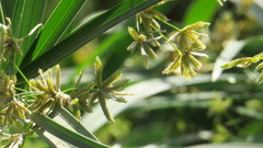 Cyperus alterniflorus