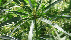 Cyperus alterniflorus