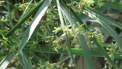 Cyperus alterniflorus