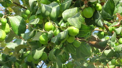 Ziziphus jujuba