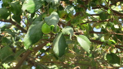 Ziziphus jujuba