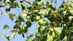 Ziziphus jujuba