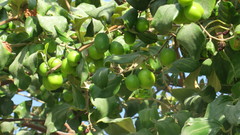 Ziziphus jujuba