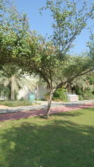 Ziziphus jujuba