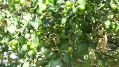 Ziziphus jujuba