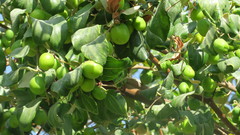 Ziziphus jujuba