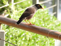 Acridotheres tristis
