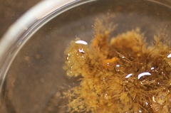 Halichondria panicea