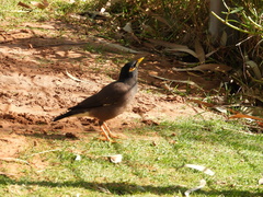 Acridotheres tristis