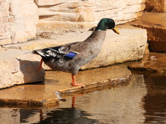 Anas platyrhynchos domesticus