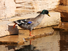 Anas platyrhynchos domesticus