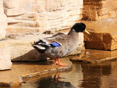 Anas platyrhynchos domesticus