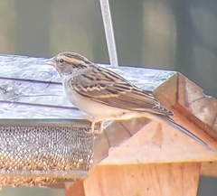 Spizella passerina