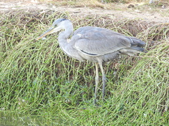 Ardea cinerea