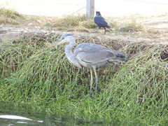 Ardea cinerea