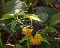 Cinnyris asiaticus