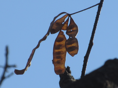 Albizia julibrissin