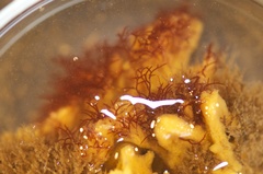 Halichondria panicea