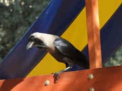 Corvus splendens