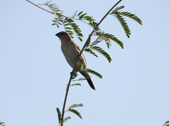 Euodice malabarica