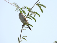 Euodice malabarica