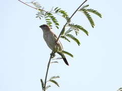 Euodice malabarica