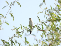 Euodice malabarica