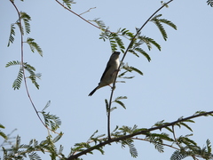 Euodice malabarica