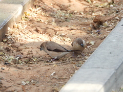 Euodice malabarica
