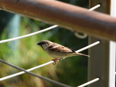 Passer domesticus